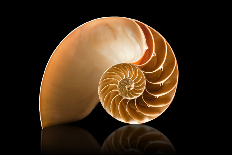 fibonacci-csiga